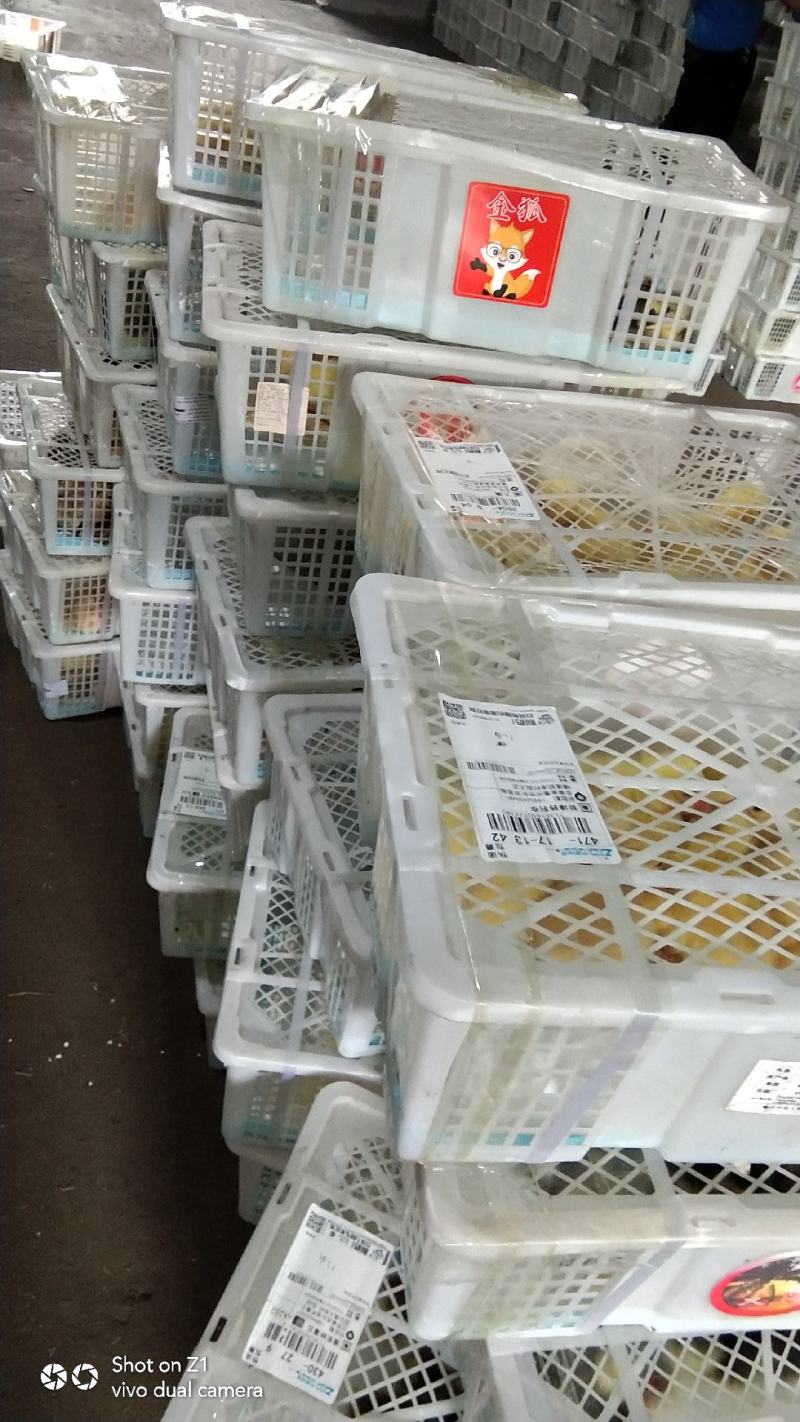 灰狮头鹅苗，大品种，生长速度快，抗病能力强，包成活，