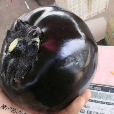 圆茄，精品紫光园茄代收代发，产地直销，量大优惠
