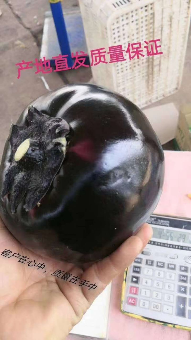 圆茄，精品紫光园茄代收代发，产地直销，量大优惠