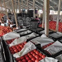 硬粉西红柿大量上市，沙瓤，口感甜，质量好，耐运输，货源多
