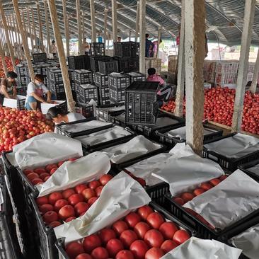 硬粉西红柿大量上市，沙瓤，口感甜，质量好，耐运输，货源多