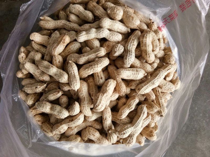 花生（新鲜红米花生现货）