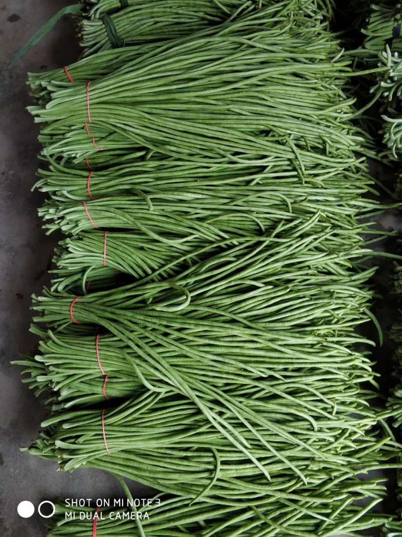 青豇豆只做精品全国代发（商超,市场货,腌菜厂）**