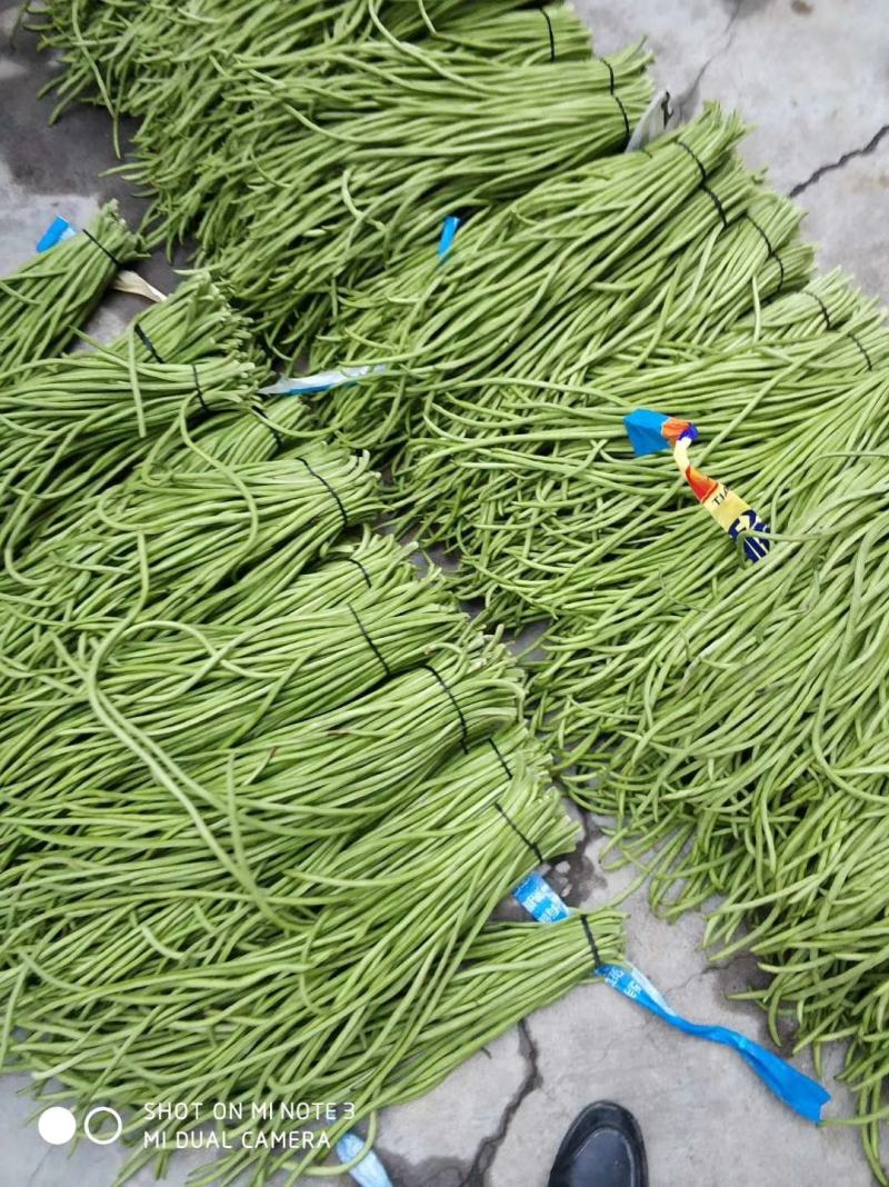 青豇豆只做精品全国代发（商超,市场货,腌菜厂）**