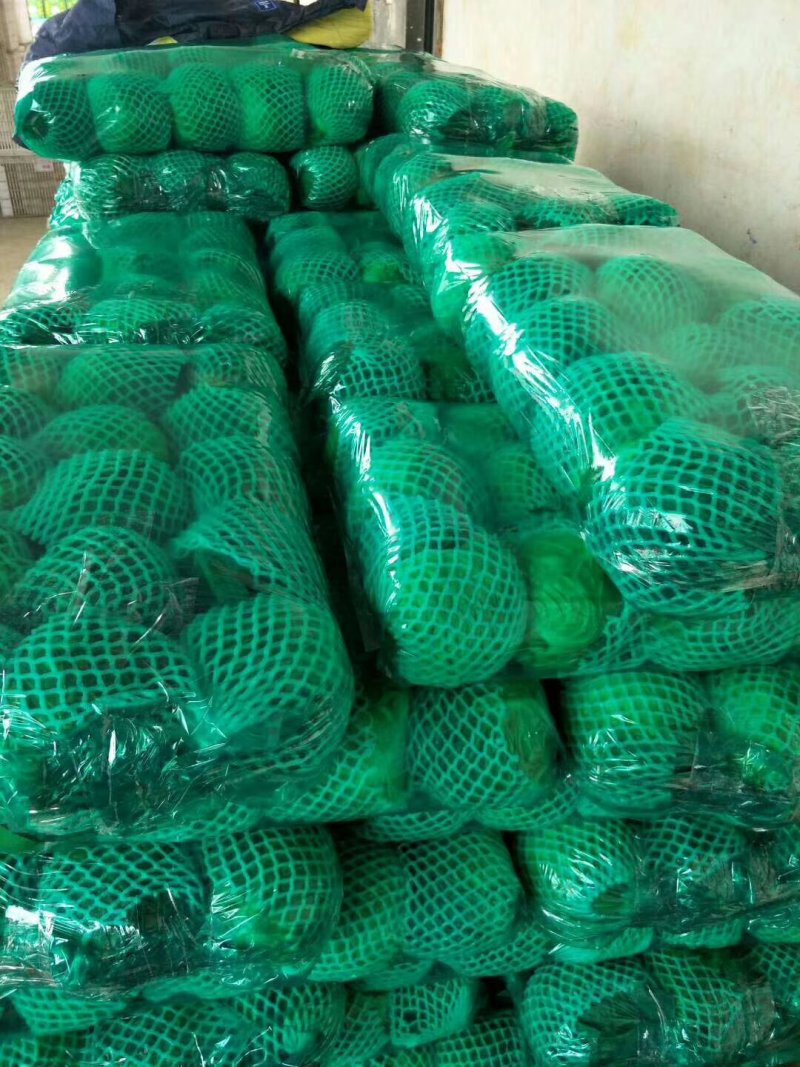 精品圆甘蓝1.5～2斤产地直销质量保证合作共赢
