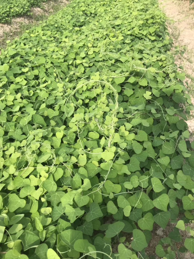 江西粉防己苗直径0.5公分以上
