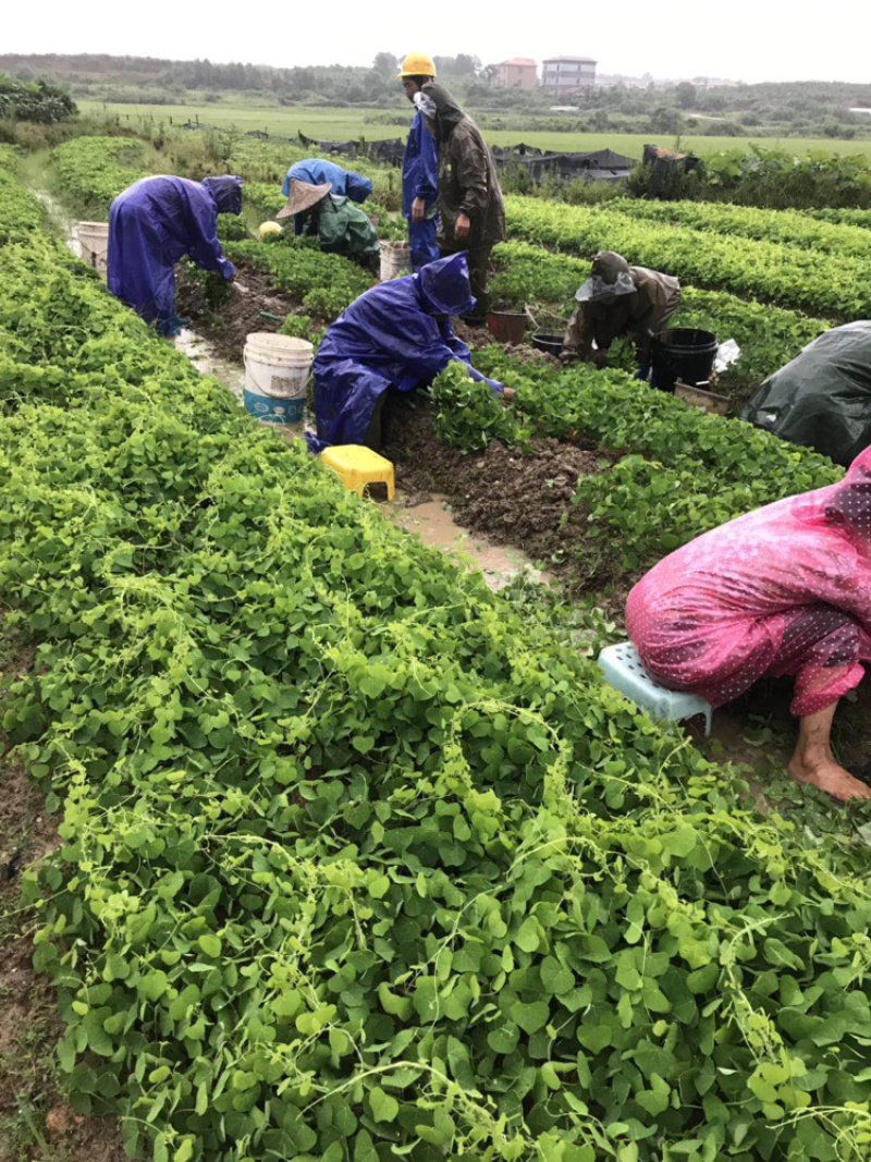 江西粉防己苗直径0.5公分以上