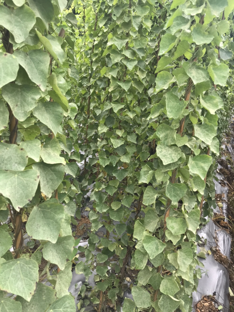 江西粉防己苗直径0.5公分以上