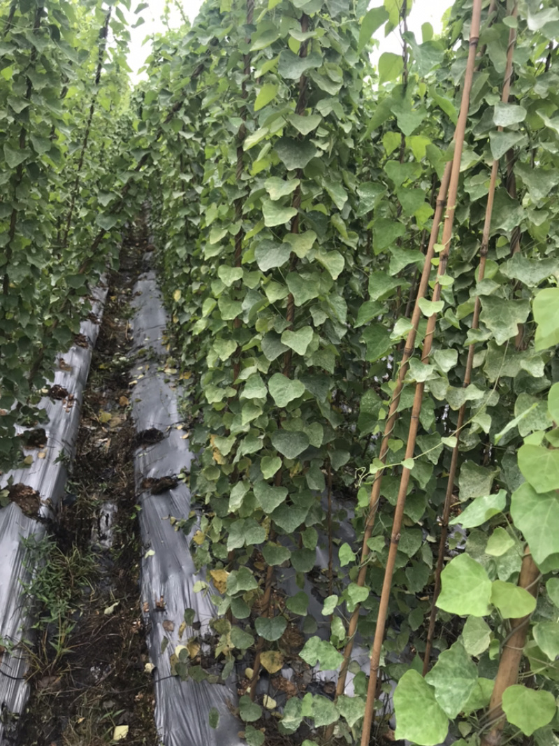 江西粉防己苗直径0.5公分以上