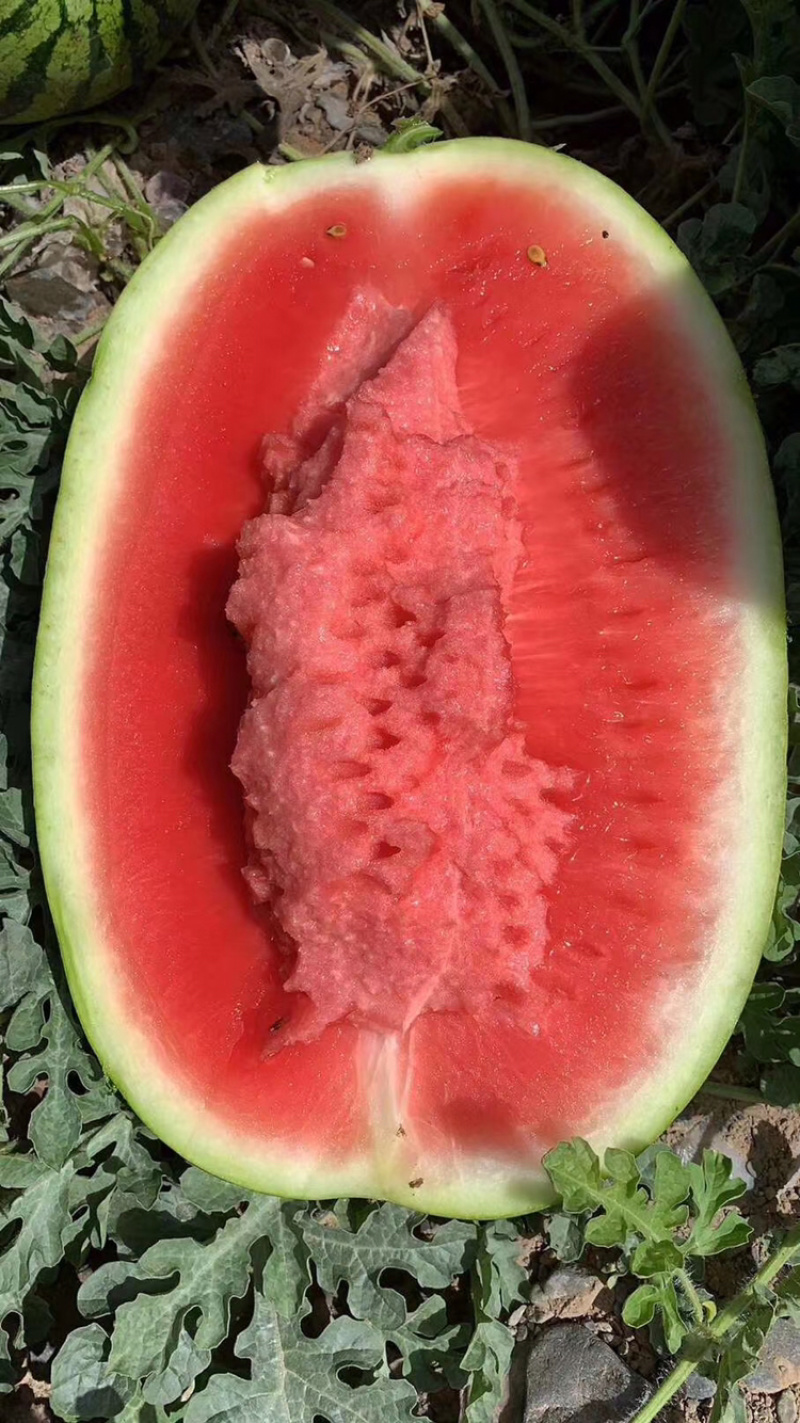 宁夏中卫西砂瓜