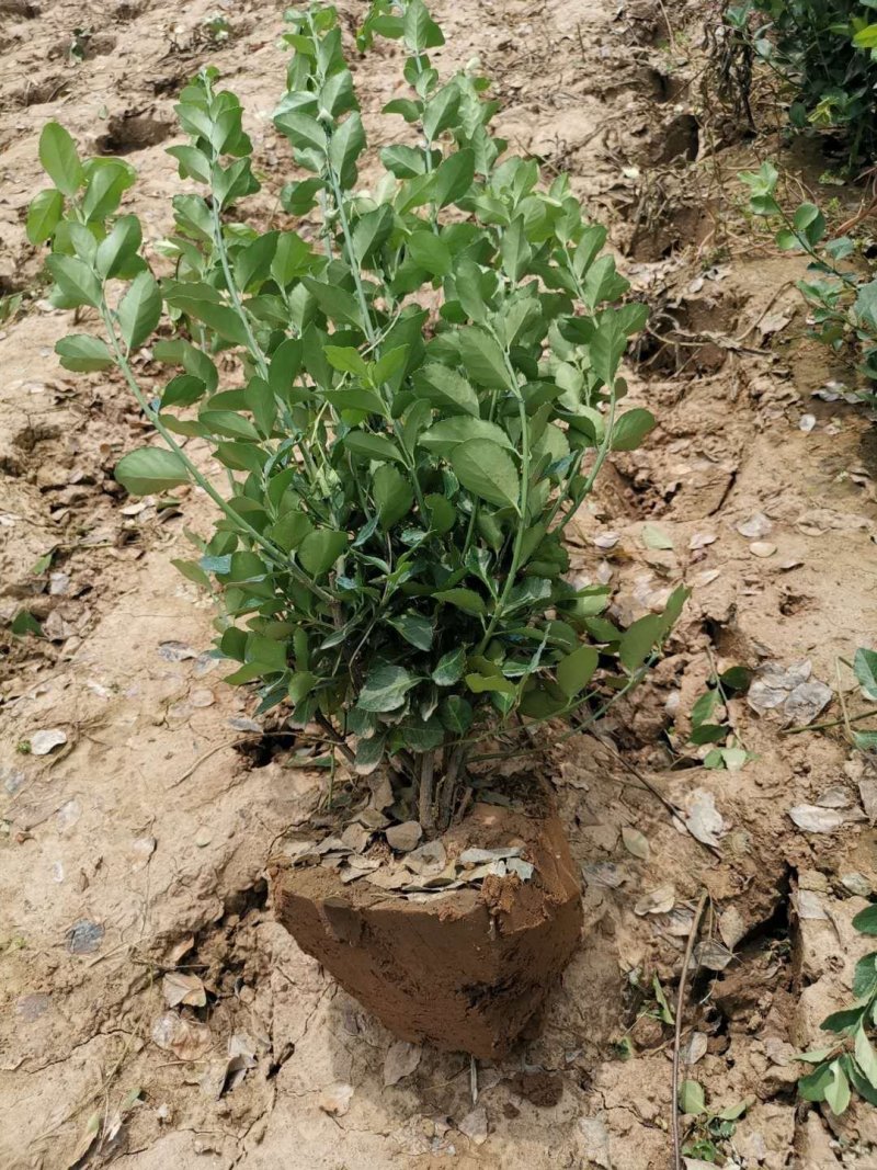 自己苗圃，保证质量，卫矛球（扶芳藤）
