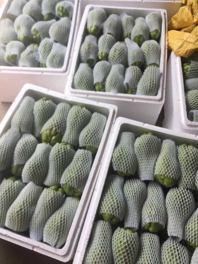 佛手瓜，产地直销，1000多高山高海拔种出的