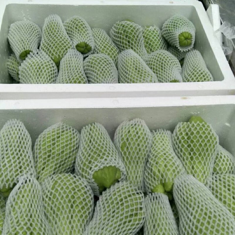 佛手瓜，产地直销，1000多高山高海拔种出的