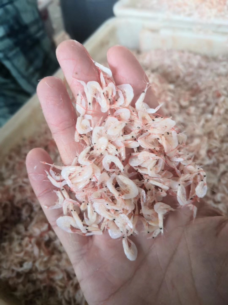 小虾皮虾皮渤海湾大量出产电商贴牌冲销量必备产品