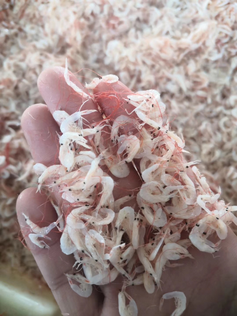 小虾皮虾皮渤海湾大量出产电商贴牌冲销量必备产品