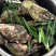 鲜活生蚝全壳牡蛎壳薄肉肥每天现捞现发保证新鲜