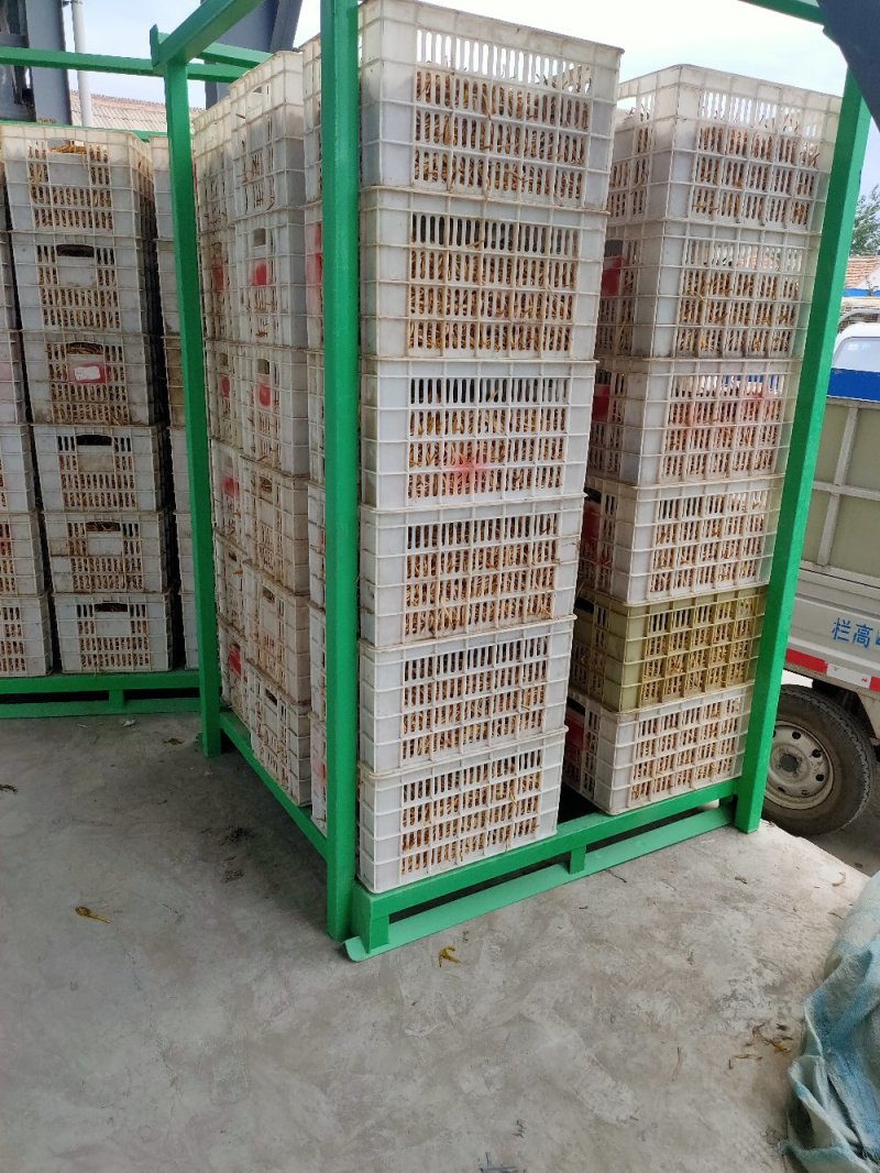 大荔黄花菜2025年新品直条托盘菜基地直发量大从优