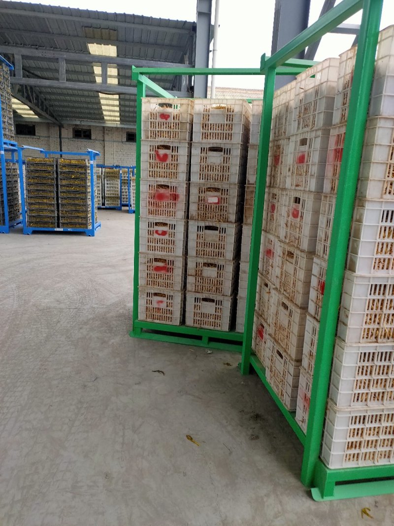 大荔黄花菜2025年新品直条托盘菜基地直发量大从优