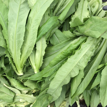 油麦菜