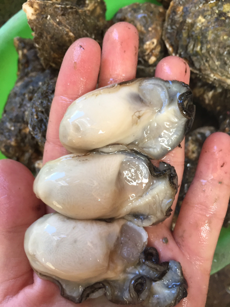 鲜活牡蛎新鲜全壳生蚝壳薄肉肥每天现捞现发