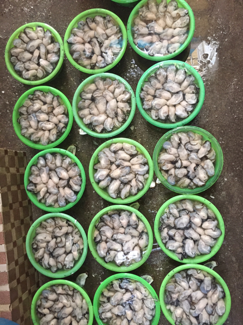鲜活牡蛎新鲜全壳生蚝壳薄肉肥每天现捞现发