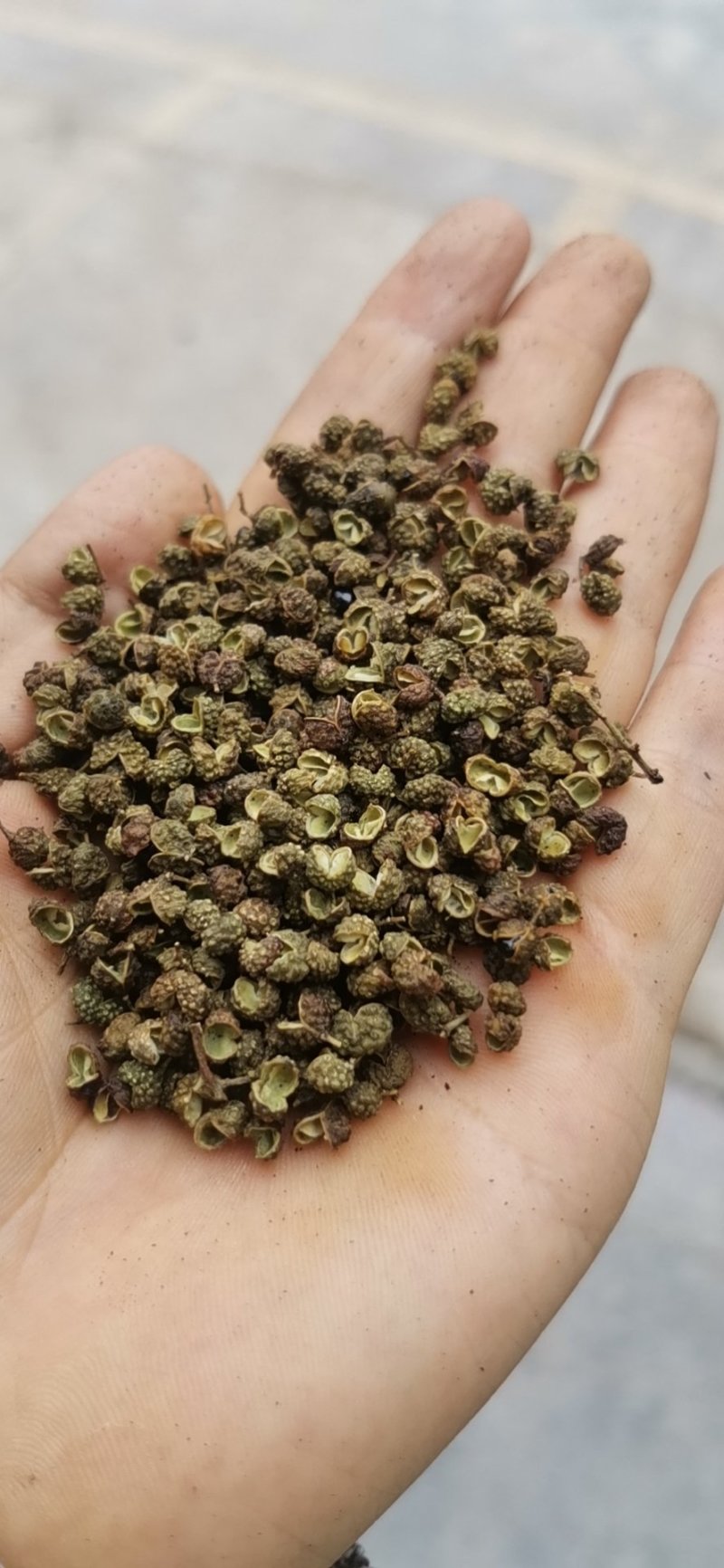 云南昭通彝良原生态青麻椒大量上市品质保证产地直发