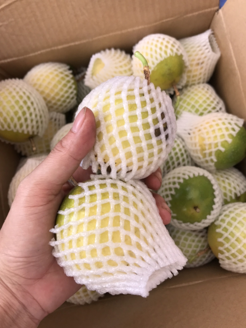 【产地直供】正宗芭乐味黄金果#汁多甜，现摘现发～现货