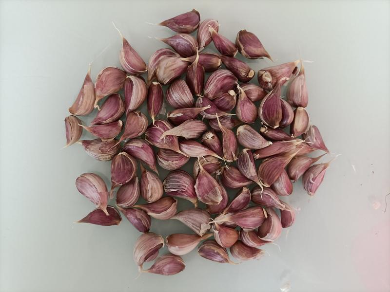 精品红根蒜苗种子太空大蒜种子大青颗蒜种苔蒜，高纯度高质量