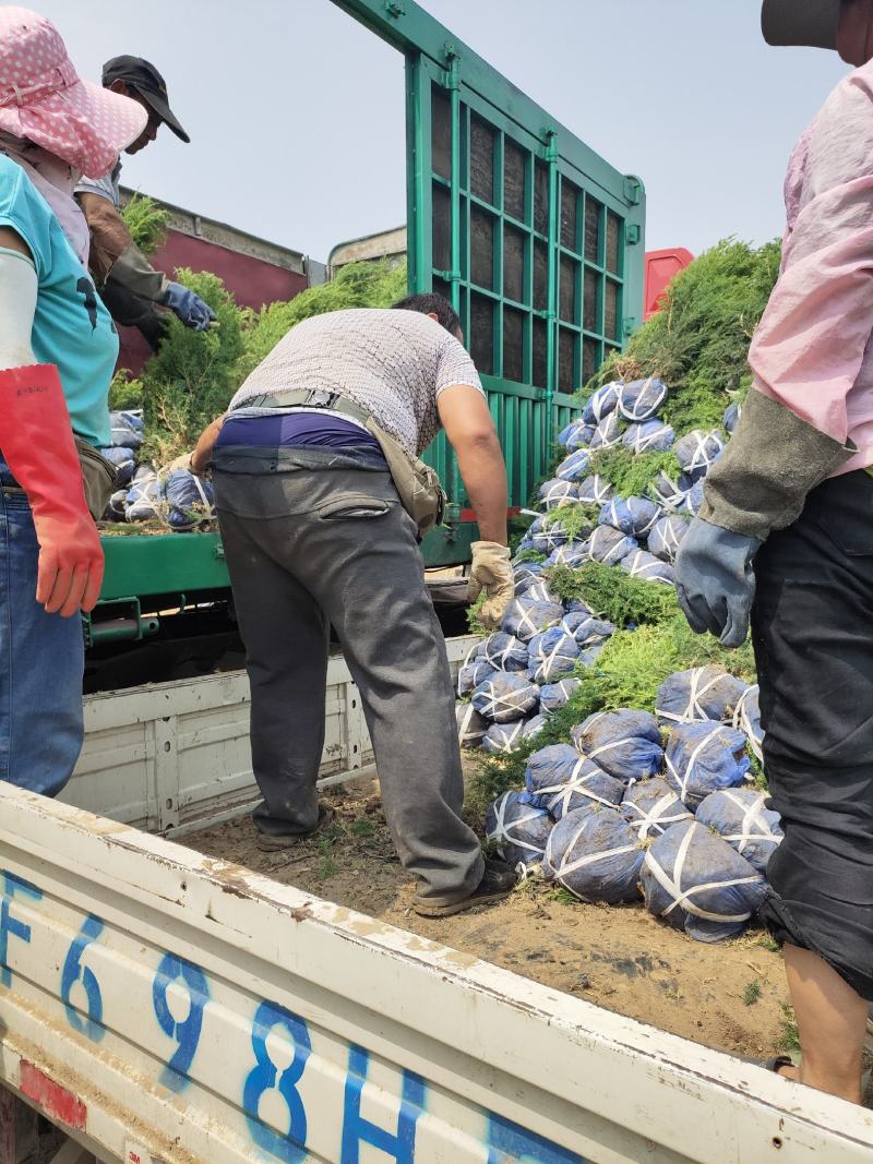 塔桧塔桧球价格塔桧产地塔桧基地