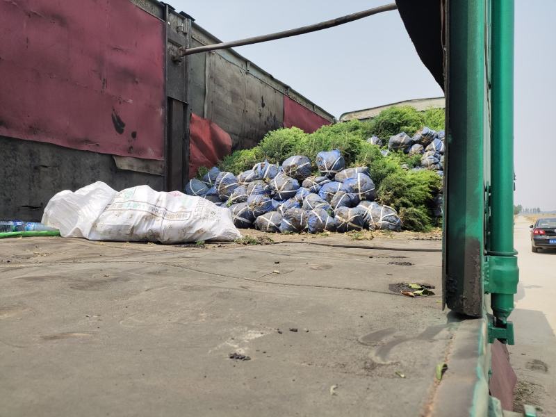 塔桧塔桧球价格塔桧产地塔桧基地