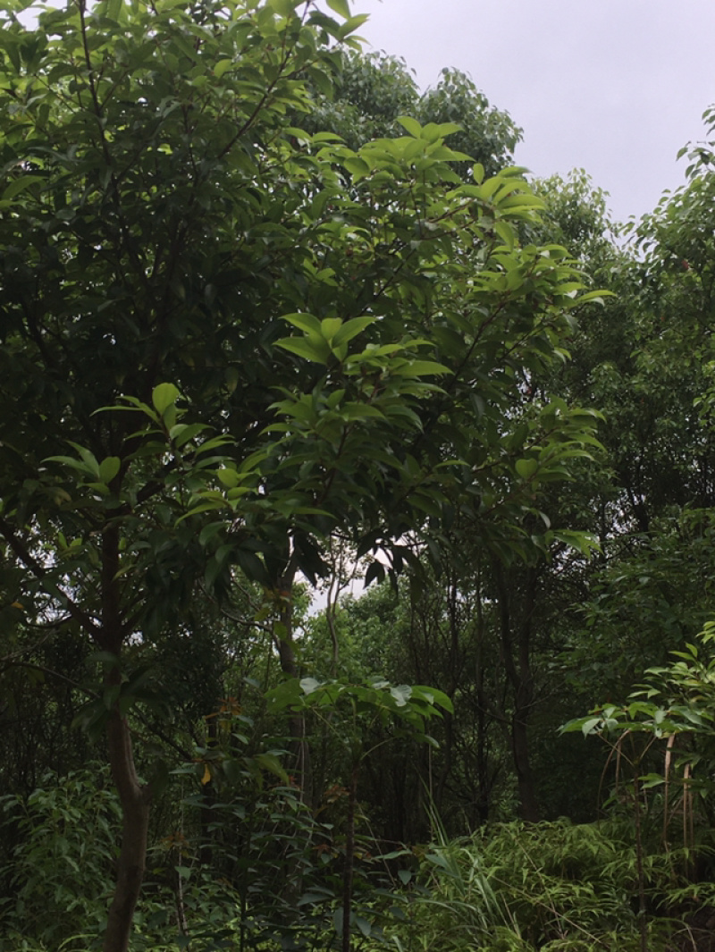 百亩香樟基地，规格齐全，十年树龄