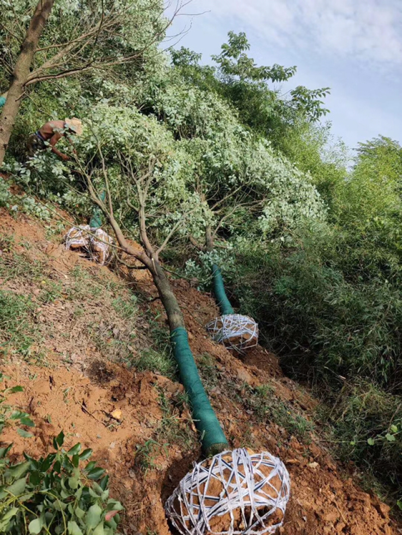 百亩香樟基地，规格齐全，十年树龄