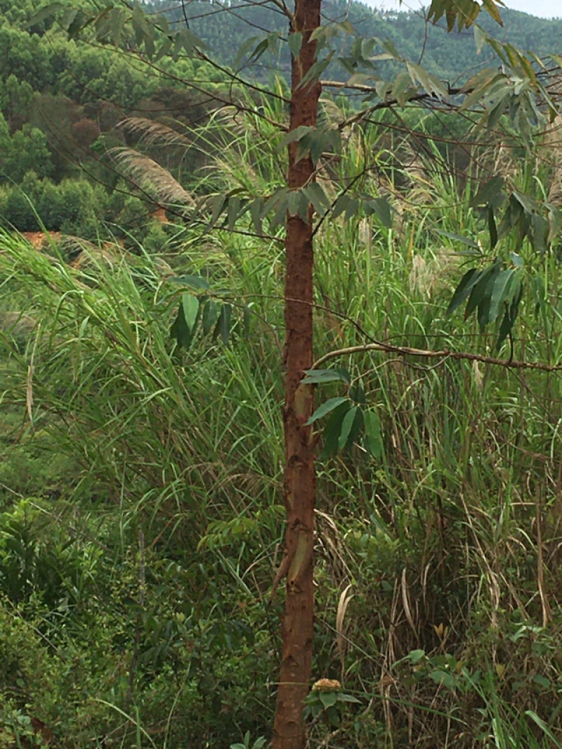 百亩香樟基地，规格齐全，十年树龄