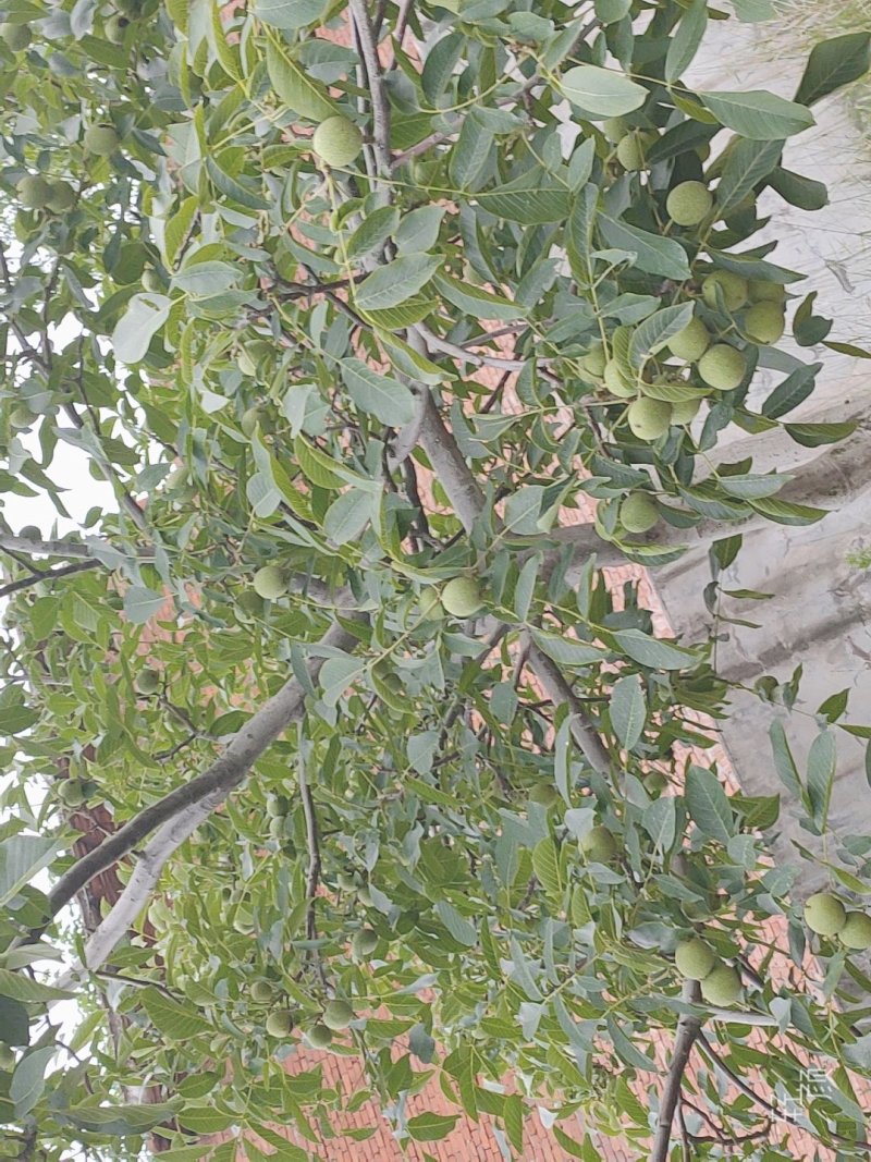 青皮山核桃大量上市，需要可以联系
