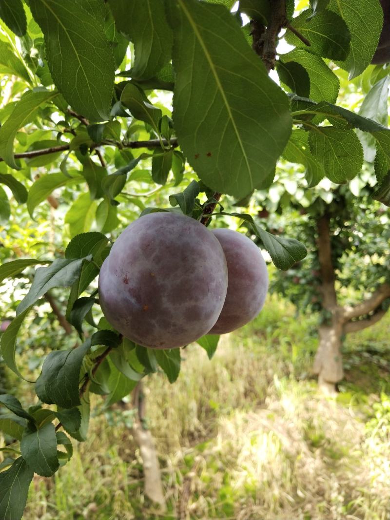 陕西黑布林新鲜水果一件代发平台供货