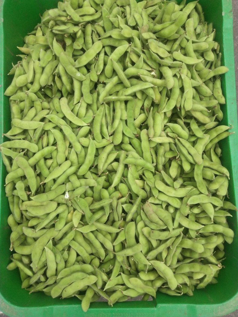毛豆大量上市，要的赶快