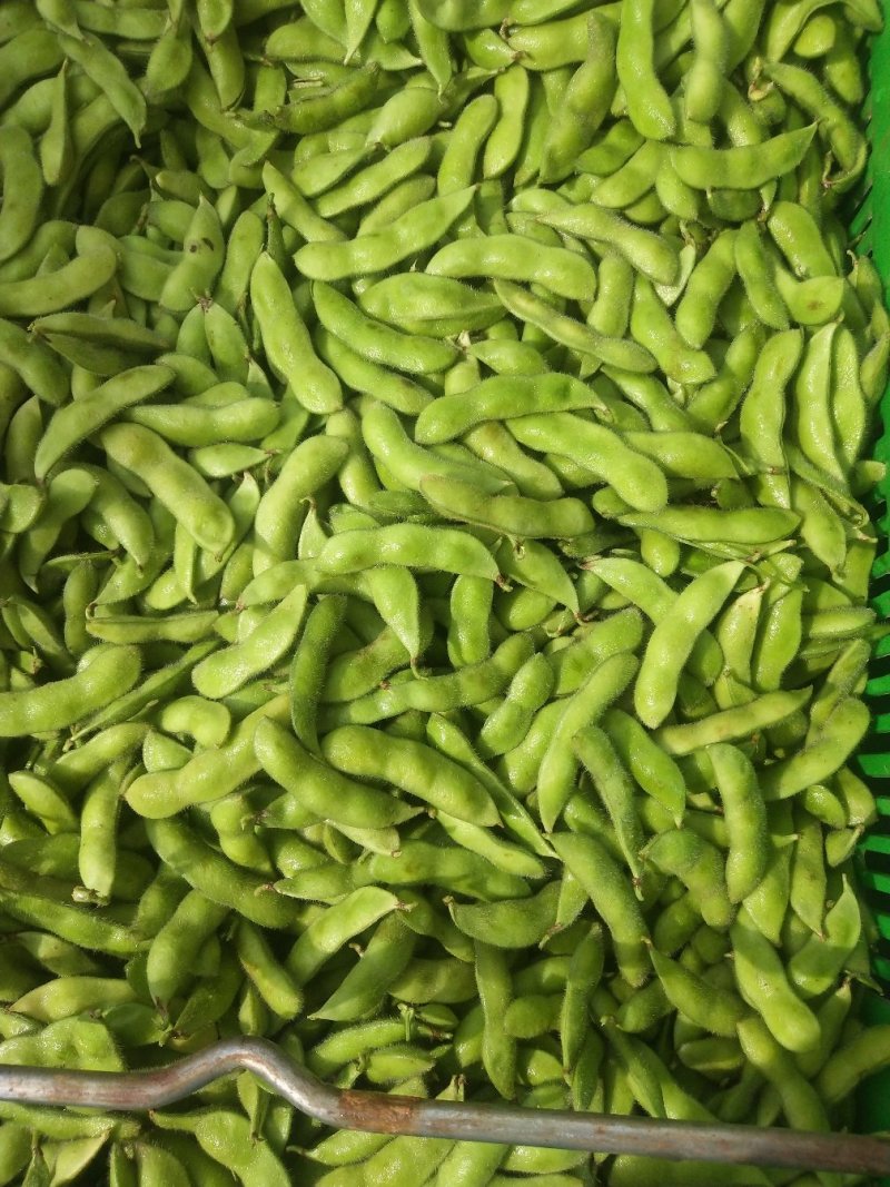 毛豆大量上市，要的赶快