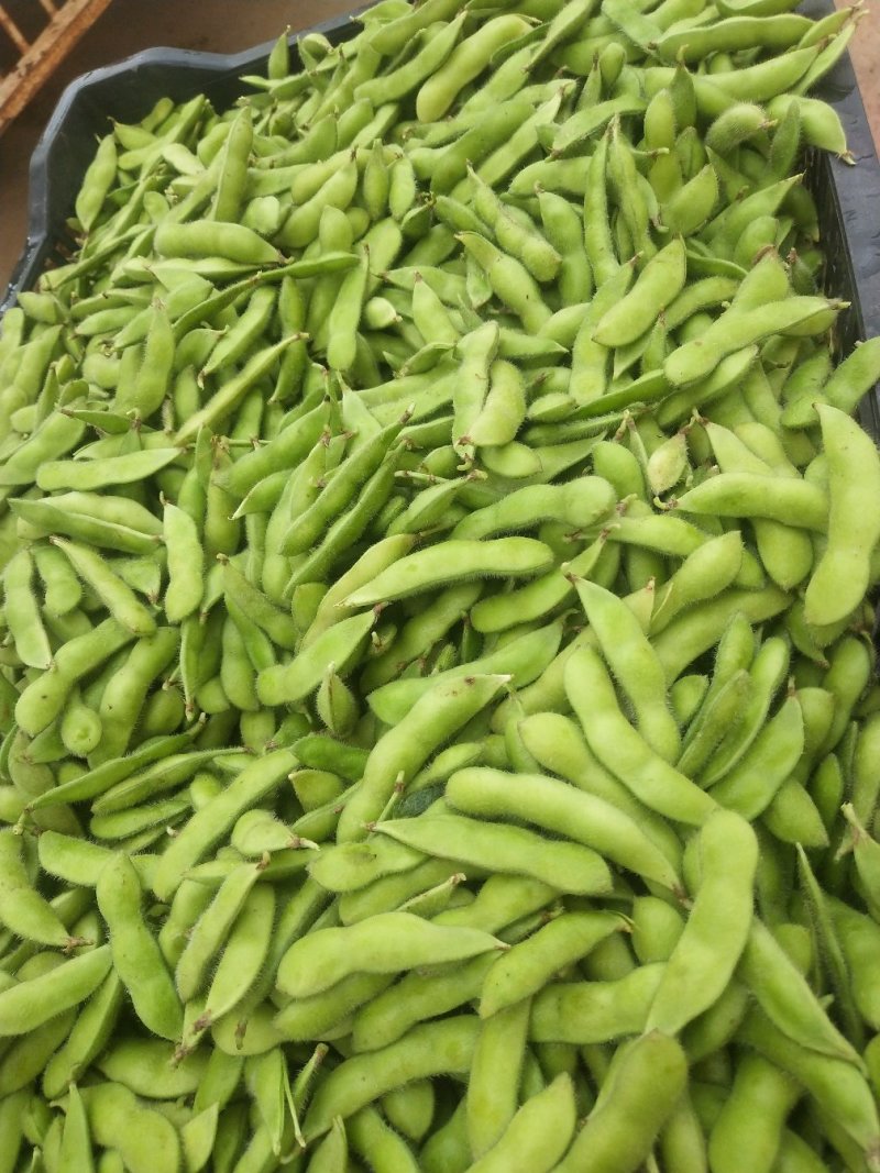 毛豆大量上市，要的赶快