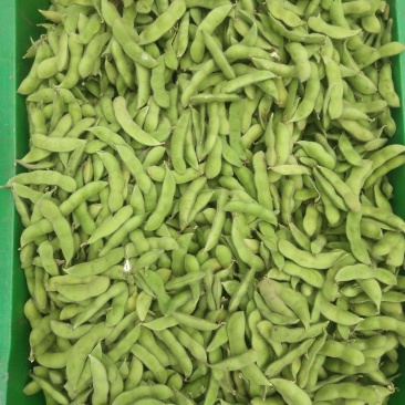 毛豆大量上市，要的赶快