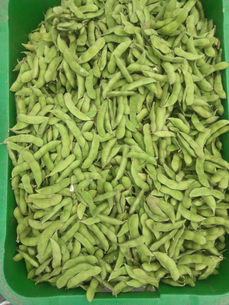毛豆大量上市，要的赶快