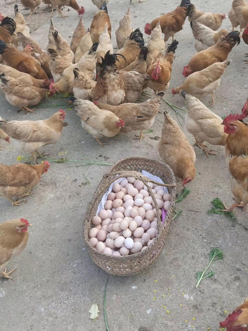皖南散养土鸡蛋，土鸡蛋，初生蛋，笨鸡蛋