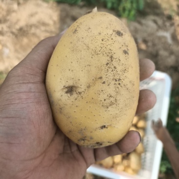 土豆沃土5，沃土加，实验以及其他品种，产地直发，大量供应