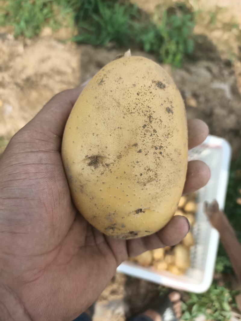 土豆沃土5，沃土加，实验以及其他品种，产地直发，大量供应