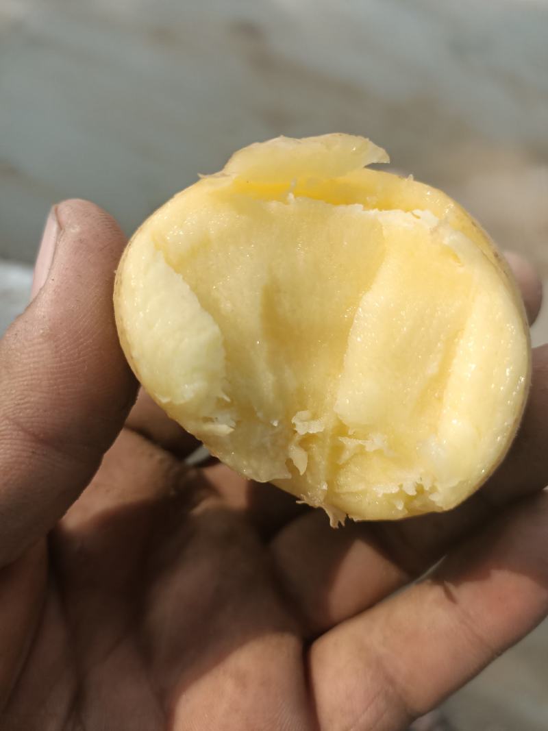 土豆沃土5，沃土加，实验以及其他品种，产地直发，大量供应