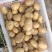 土豆沃土5，沃土加，实验以及其他品种，产地直发，大量供应