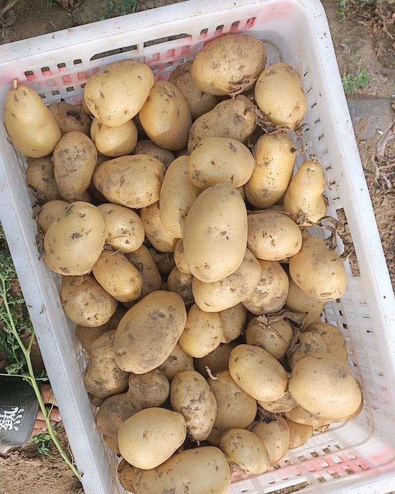 土豆沃土5，沃土加，实验以及其他品种，产地直发，大量供应