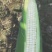 玉米包