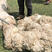 青海藏系羊羊毛（牧人直销、无中间商）
