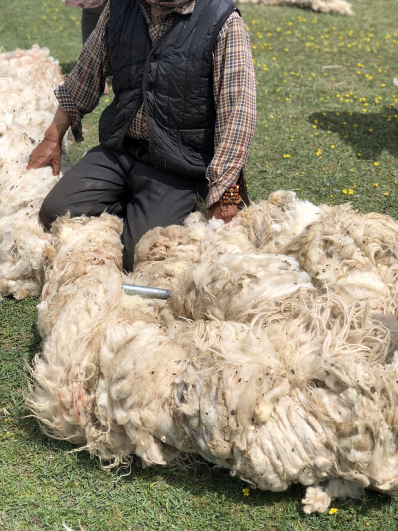 青海藏系羊羊毛（牧人直销、无中间商）
