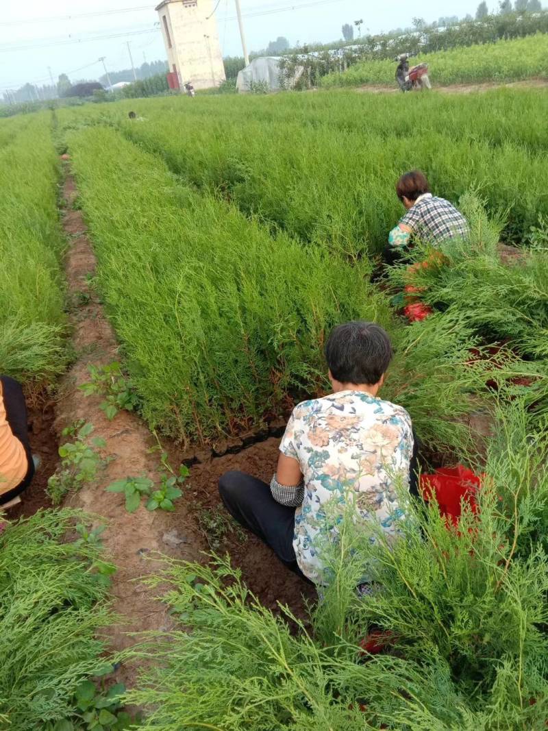 侧柏苗50公分80厘米侧柏苗1米侧柏苗视频看货